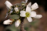 Draba_cun