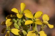 Erysimum_cap-pur