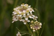 Lepidium_mont