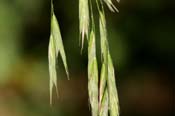 Bromus_frond