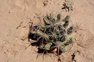 Coryphantha_scheer