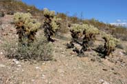 Cylindropuntia_big