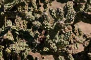 Cylindropuntia_cho