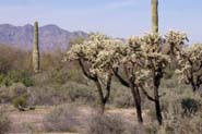 Cylindropuntia_fulg