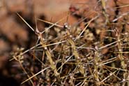 Cylindropuntia_klein