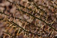 Cylindropuntia_lep