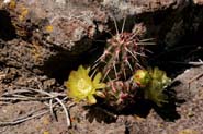 Echinocereus_vir-vir