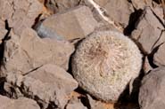 Epithelantha_mic