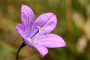 Campanula_parr