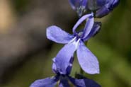 Lobelia_anatina