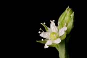 Arenaria_conf