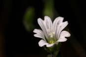 Cerastium_tex