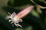 Silene_invisa