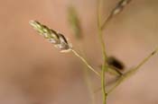 Eragrostis_pec-mis