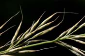 Muhlenbergia_dub