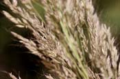 Muhlenbergia_eme