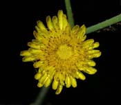 Sonchus_asp