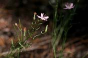 Stephanomeria_ten