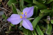 Tradescantia_long