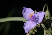 Tradescantia_occ