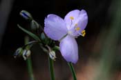 Tradescantia_pine