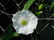 Calystegia_sep