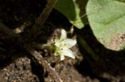 Dichondra_brachy