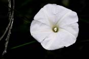 Ipomoea_ten