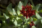 Rhodiola_int-int