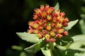 Sedum_int-int