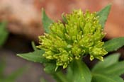 Sedum_int-neo