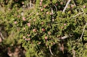 Juniperus_coah