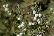 Juniperus_depp