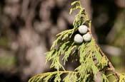 Juniperus_flacc