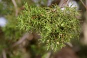 Juniperus_mono