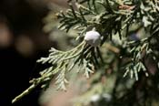 Juniperus_scop