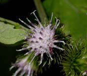 Arctium_minus