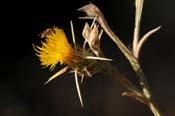 Centaurea_sols