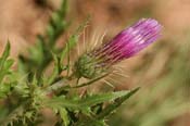 Cirsium_ariz-bip