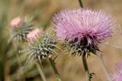 Cirsium_neom