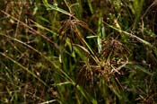 Cyperus_par