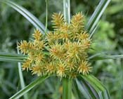 Cyperus_strig