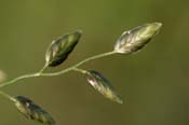 Eragrostis_cil