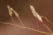 Eragrostis_int