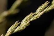 Leptochloa_dub