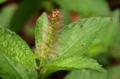 Acalypha_phle