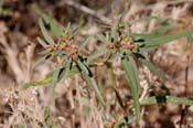 Euphorbia_exs