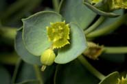 Euphorbia_palmer