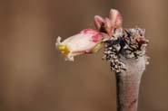 Jatropha_dioi