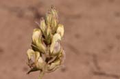 Astragalus_humi